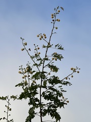 Leucaena lanceolata