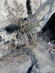 Limonium cancellatum