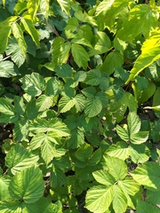 Rubus × idaeoides