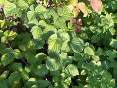 Rubus × idaeoides