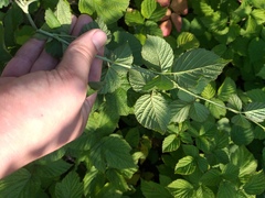 Rubus × idaeoides