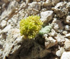 Oreonana vestita