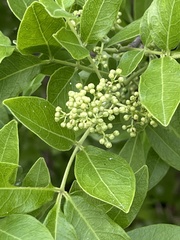 Rhus tepetate