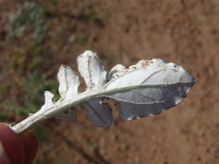 Haplocarpha lyrata