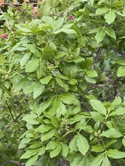 Rhus tepetate