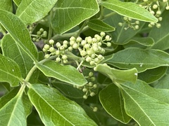 Rhus tepetate