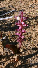 Lachenalia membranacea