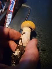 Cortinarius delibutus