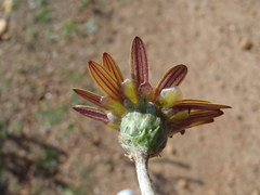 Haplocarpha lyrata