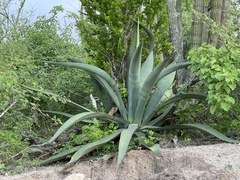Agave aurea aurea