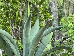 Agave aurea aurea