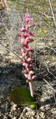 Lachenalia membranacea