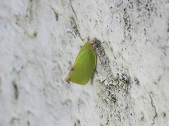 Phyllyphanta declivis
