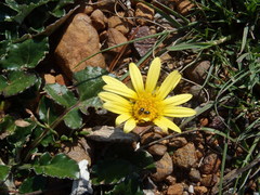 Haplocarpha lyrata