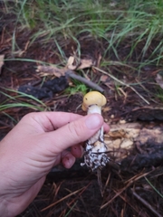 Cortinarius delibutus