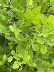 Zanthoxylum fagara