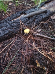 Cortinarius delibutus