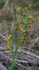 Bossiaea scolopendria