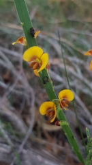 Bossiaea scolopendria
