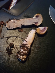 Cortinarius delibutus