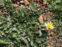 Haplocarpha lyrata