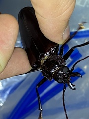 Stenodontes exsertus