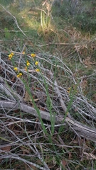 Bossiaea scolopendria