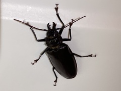 Stenodontes exsertus