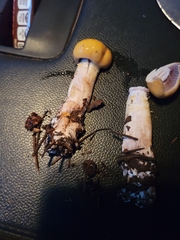 Cortinarius delibutus