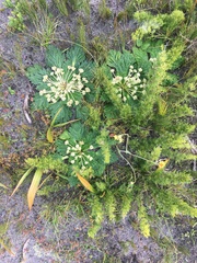 Arctopus echinatus