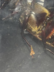 Stenodontes exsertus