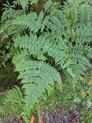 Dryopteris wuzhaohongii