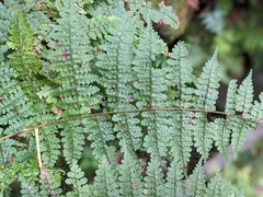 Dryopteris wuzhaohongii