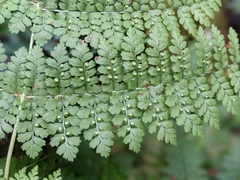 Dryopteris wuzhaohongii