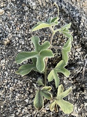 Passiflora pentaschista