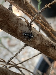 Phidippus putnami