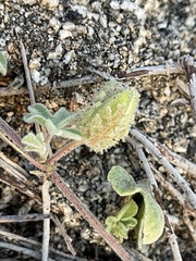 Passiflora pentaschista