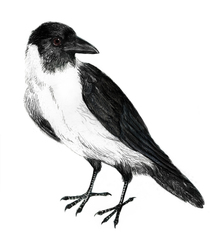 Piping Crow photo 3