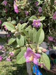 Lagunaria