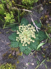 Arctopus echinatus