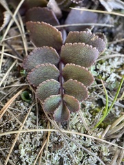Gingidia haematitica