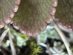 Gingidia haematitica