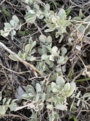 Atriplex barclayana