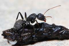 Camponotus niveosetosus