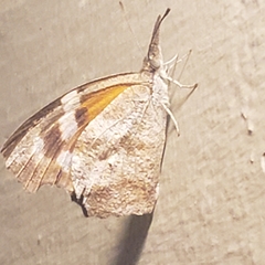 Libytheana carinenta