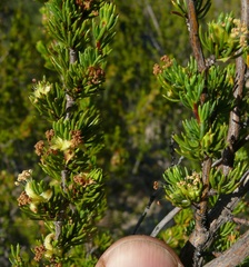 Cliffortia teretifolia