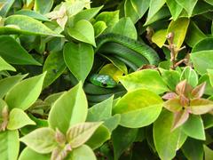 Philothamnus natalensis