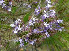 Merciera eckloniana