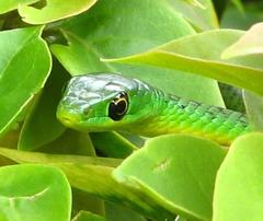 Philothamnus natalensis