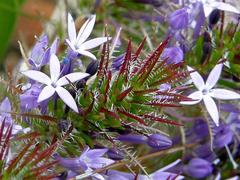 Merciera eckloniana
